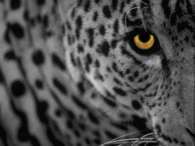 leopard_1.jpg
