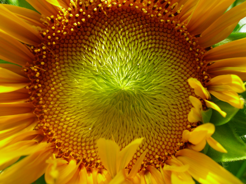 sunflower.jpg